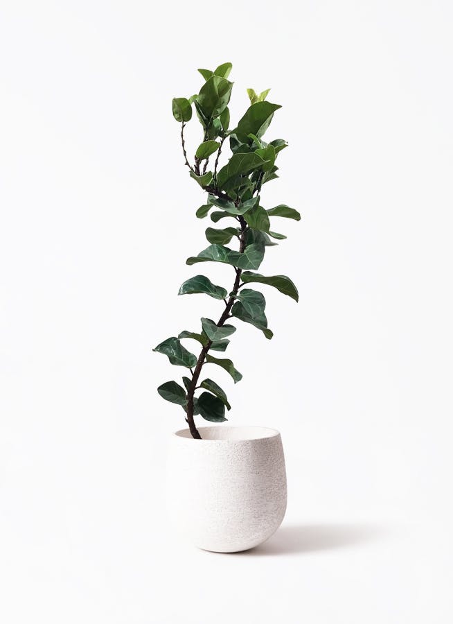 【美品⭕️】 カシワバゴムノキ　バンビーノ　8号サイズ カシワバゴムの木 バンビーノ 8号 | 観葉植物通販HitoHana(ひとはな)