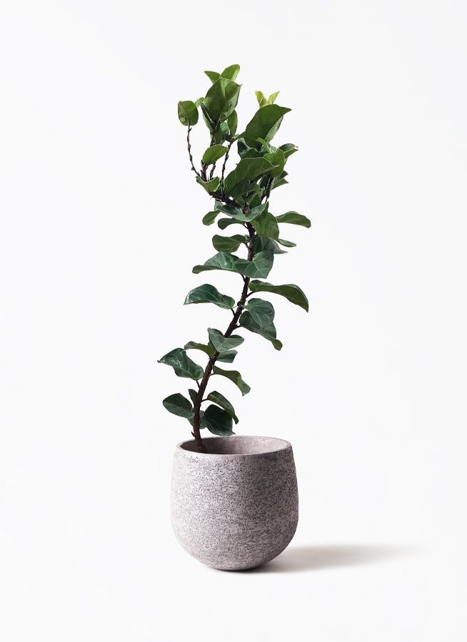 観葉植物 カシワバゴムの木 バンビーノ 8号 曲がり Eco Stone（エコストーン） Gray 付き | 観葉植物ならHitoHana(ひとはな)