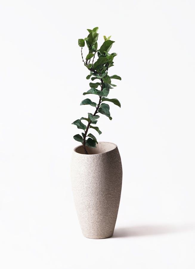 カシワバゴムの木 バンビーノ | 観葉植物通販HitoHana(ひとはな)
