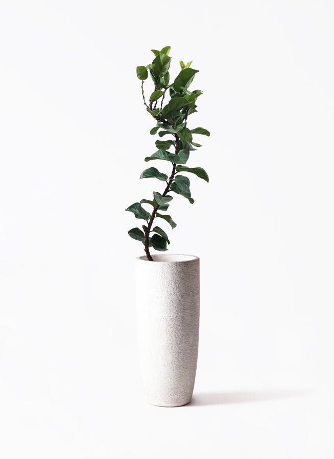 観葉植物 ドラセナ カンボジアーナ 8号 エコストーントールタイプ white 付き | 観葉植物ならHitoHana(ひとはな)