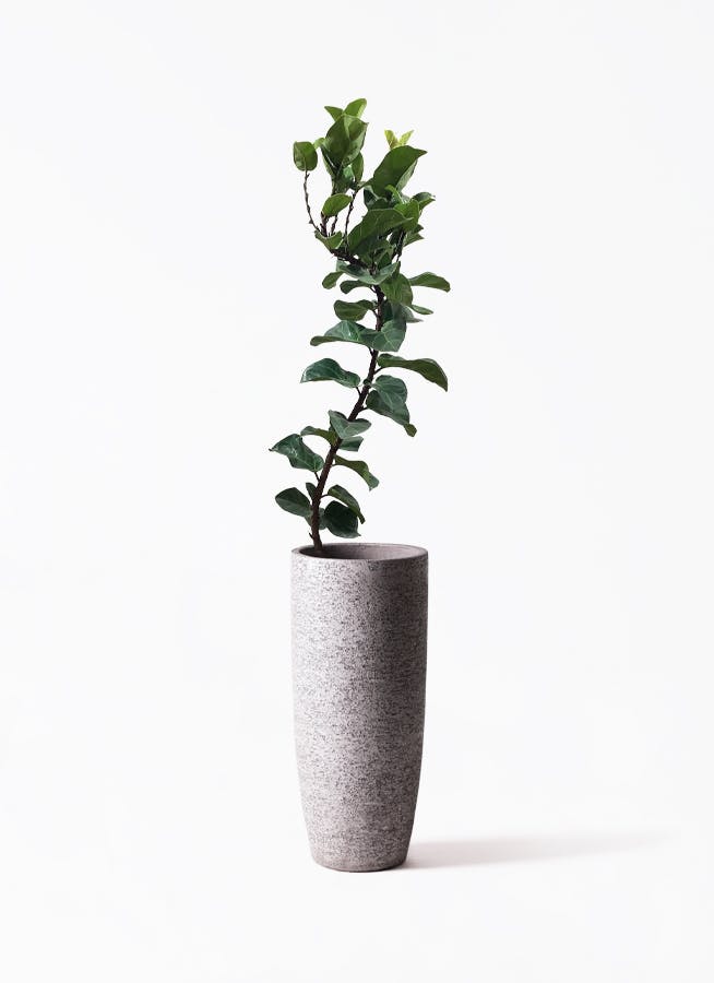 観葉植物 カシワバゴムの木 バンビーノ 8号 曲がり Eco Stone（エコストーン） トールタイプ Gray 付き |  観葉植物ならHitoHana(ひとはな)