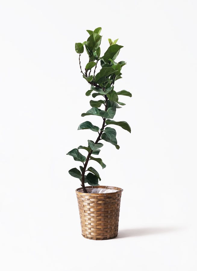 カシワバゴムの木 バンビーノ | 観葉植物通販HitoHana(ひとはな)