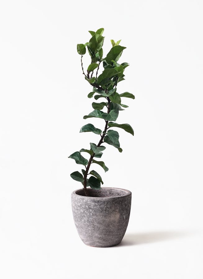 観葉植物 カシワバゴムの木 バンビーノ 8号 曲がり アビスソニア ミドル 灰 付き 観葉植物ならhitohana ひとはな