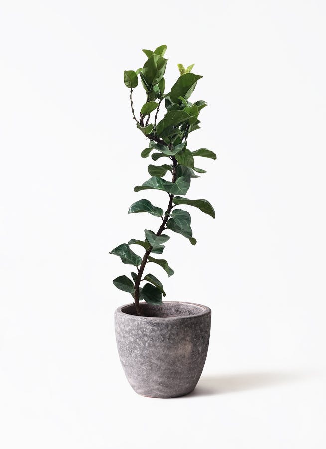 カシワバゴムの木 バンビーノ | 観葉植物通販HitoHana(ひとはな)