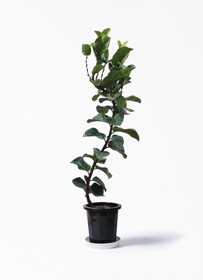 観葉植物 カシワバゴムの木 バンビーノ 8号 曲がり プラスチック鉢 観葉植物ならhitohana ひとはな 観葉植物 カシワバゴムの木 バンビーノ 8号 曲がり プラスチック鉢 観葉植物ならhitohana ひとはな