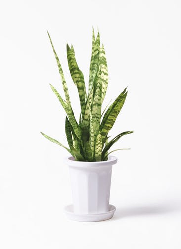 観葉植物 サンスベリア 7号 トリファッシアータ プラスチック鉢
