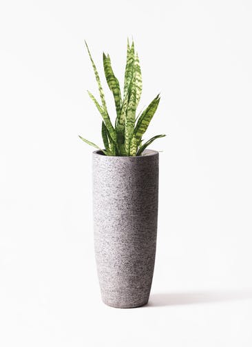 観葉植物 サンスベリア 7号 トリファッシアータ  Eco Stone（エコストーン） トールタイプ Gray 付き