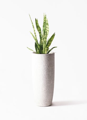観葉植物 サンスベリア 7号 トリファッシアータ  Eco Stone（エコストーン） トールタイプ white 付き