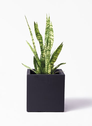 観葉植物 サンスベリア 7号 トリファッシアータ ベータ キューブプランター 黒 付き