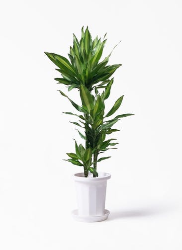 観葉植物 ドラセナ ジェレ 8号 ノーマル プラスチック鉢