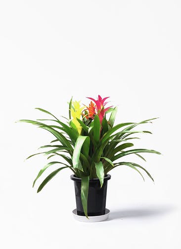 観葉植物 グズマニア 7号 3色ミックス プラスチック鉢