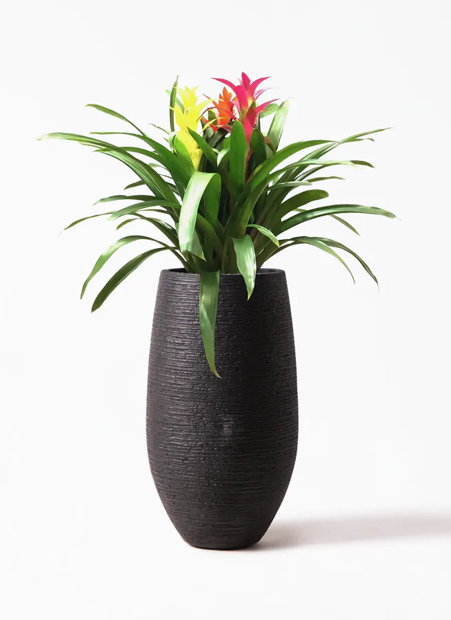 観葉植物 グズマニア 7号 3色ミックス フォンティーヌトール 黒 付き 観葉植物ならhitohana ひとはな