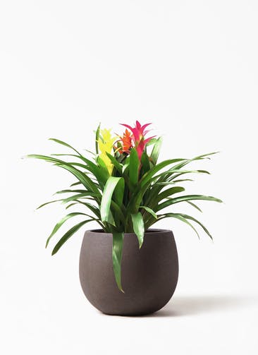 観葉植物 グズマニア 7号 3色ミックス テラニアス ローバルーン アンティーク ブラウン 付き
