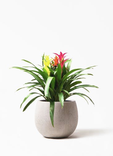 観葉植物 グズマニア 7号 3色ミックス テラニアス ローバルーン アンティーク ホワイト 付き