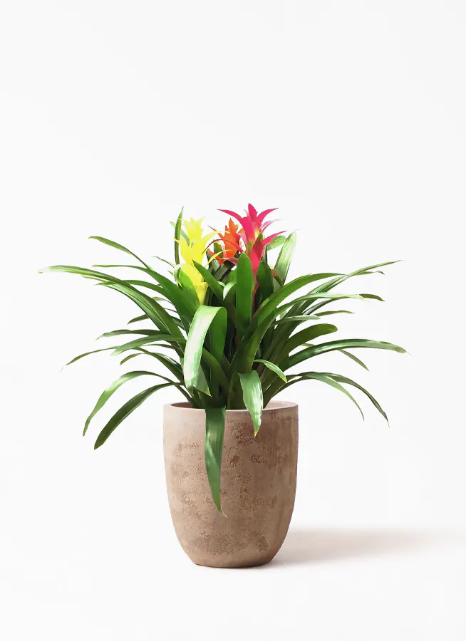 観葉植物 グズマニア 7号 3色ミックス ルーガ アンティコ アルトエッグ 付き 観葉植物ならhitohana ひとはな
