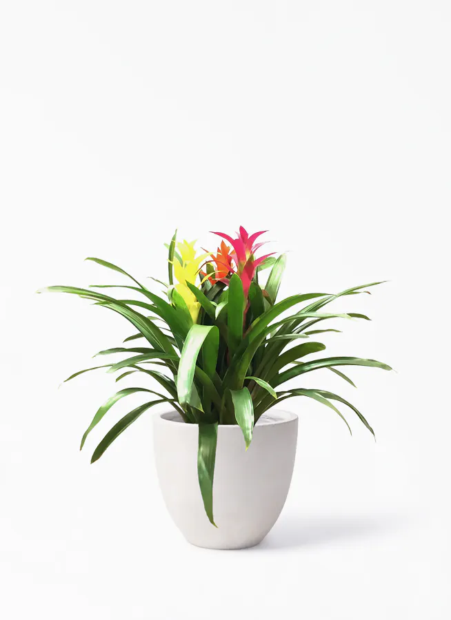 観葉植物 グズマニア 7号 3色ミックス エルム ラウンド ベージュ 付き 観葉植物ならhitohana ひとはな