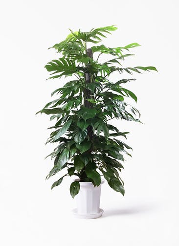 観葉植物 マングーカズラ 10号 木柱 プラスチック鉢