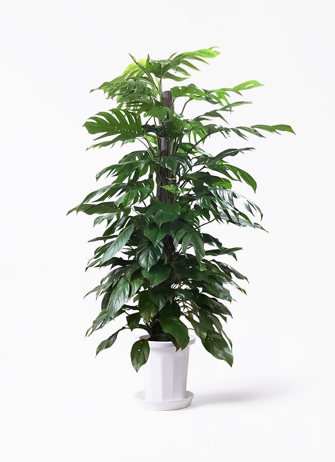 観葉植物 マングーカズラ 10号 木柱 アートストーン ラウンド ブラック 