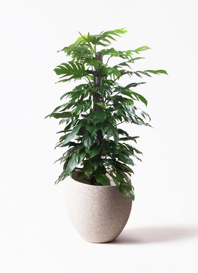 観葉植物 マングーカズラ 10号 木柱 Eco Stone（エコストーン） Light 