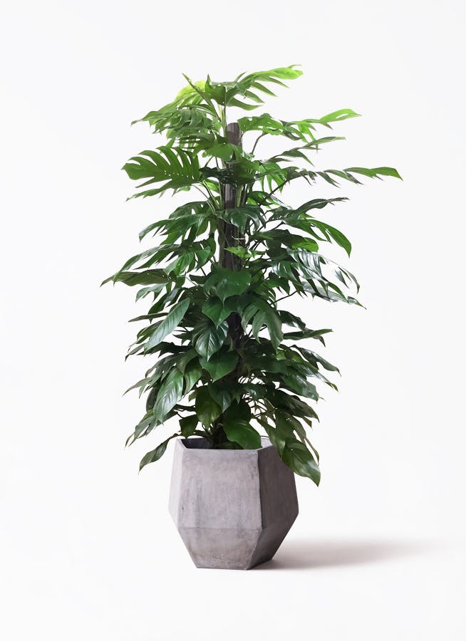 マングーカズラ | 観葉植物 | インテリアやギフトに - Hitohana（ひと