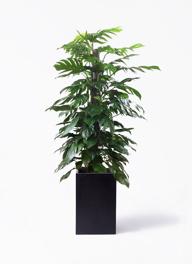 o*u様 オリーブの木,た植物/観葉植物ミッション『綺麗な樹形。全長約