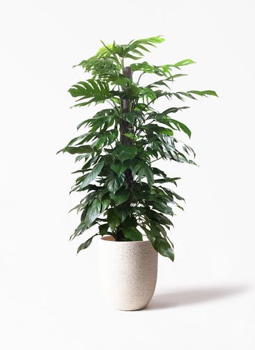 観葉植物 マングーカズラ 10号 木柱 ビアスアルトエッグ 白 付き