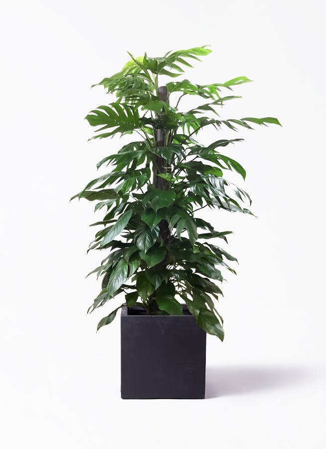 マングーカズラ | 観葉植物 | インテリアやギフトに - Hitohana