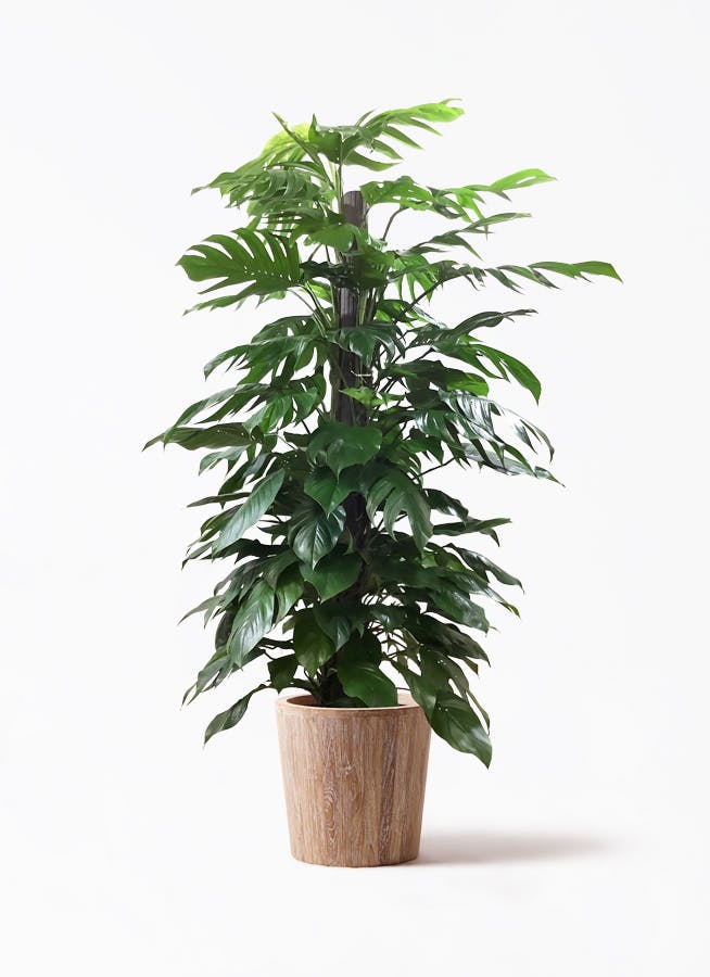 その他観葉植物 / 観葉植物 マングーカズラ 10号 木柱 ウッドプランター 付き