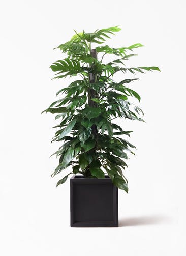 観葉植物 マングーカズラ 10号 木柱 ブリティッシュキューブ 付き