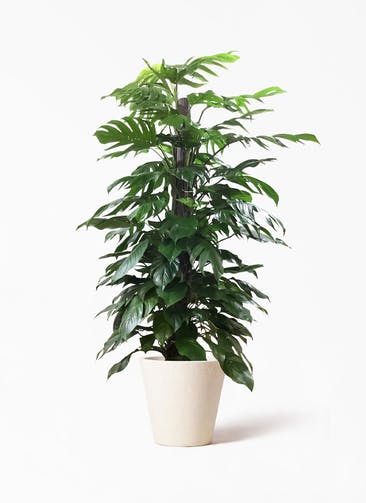 観葉植物 マングーカズラ 10号 木柱 フォリオソリッド クリーム 付き