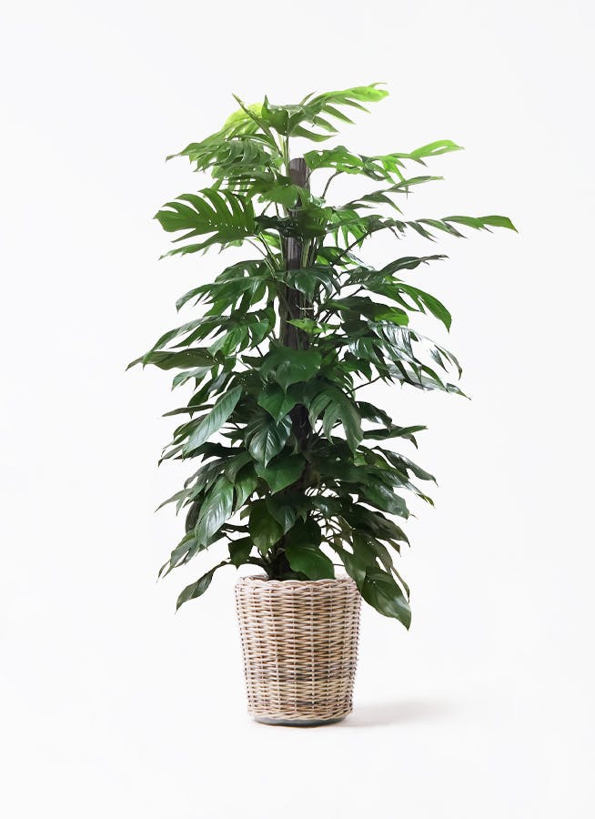 観葉植物 ストレリチア (ストレチア) レギネ 10号 モンデリック ラタン