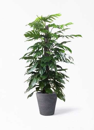 観葉植物 マングーカズラ 10号 木柱 ビアスソリッド ブラック 付き