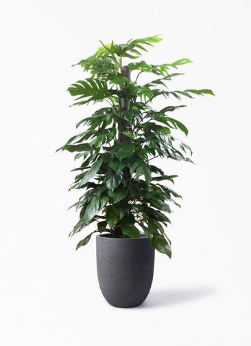 観葉植物 マングーカズラ 10号 木柱 ビアスアルトエッグ ブラック 付き