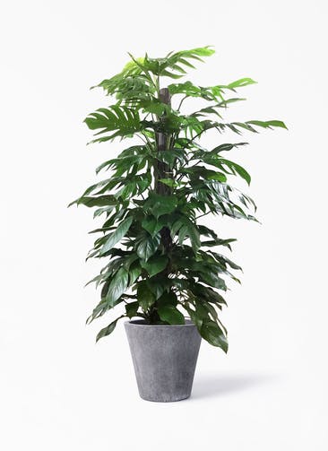 観葉植物 マングーカズラ 10号 木柱 フォリオソリッド ブラックウォッシュ 付き