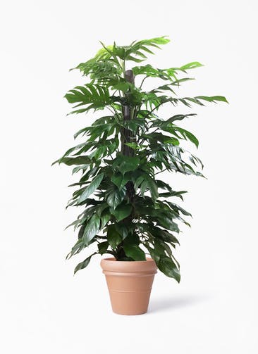 観葉植物 マングーカズラ 10号 木柱 トスカーナ リムポット 付き