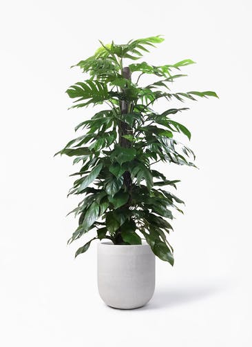 観葉植物 マングーカズラ 10号 木柱 バルゴ モノ ライトグレー 付き