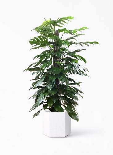 観葉植物 マングーカズラ 10号 木柱 コーテス ヘックス ホワイトテラゾ 付き