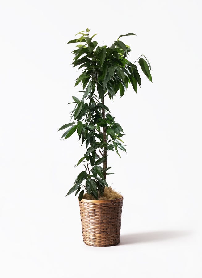 (引き取り限定) アムステルダムキング　外鉢付き　180cm 引き取り限定) アムステルダムキング 外鉢付き 180cm 2488a240.jpg