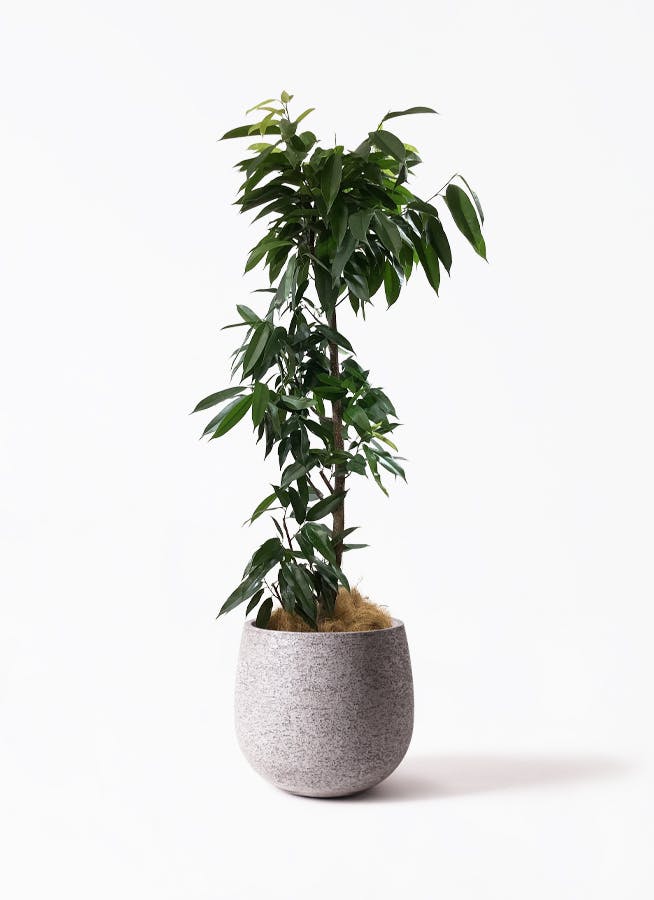 フィカス アムステルダムキング | 観葉植物通販HitoHana(ひとはな)