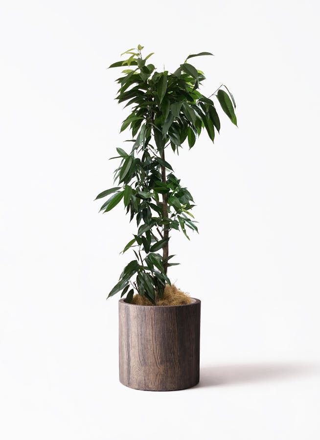 フィカス アムステルダムキング | 観葉植物通販HitoHana(ひとはな)