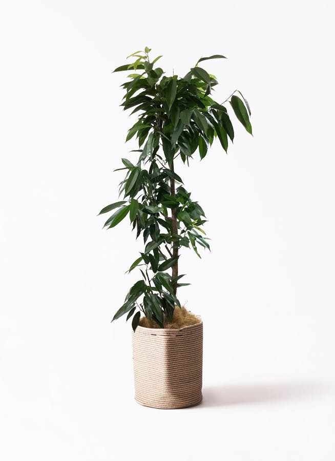 おしゃれ観葉♡フィカス【アムステルダムキング】 観葉植物 フィカス アムステルダム 10号 Rib Basket（リブバスケット