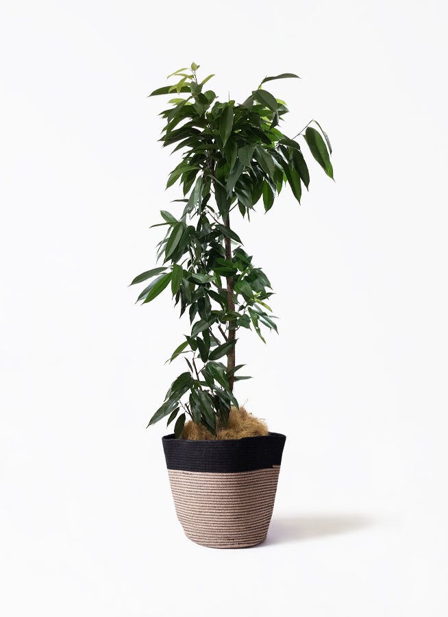 フィカス アムステルダムキング | 観葉植物通販HitoHana(ひとはな)