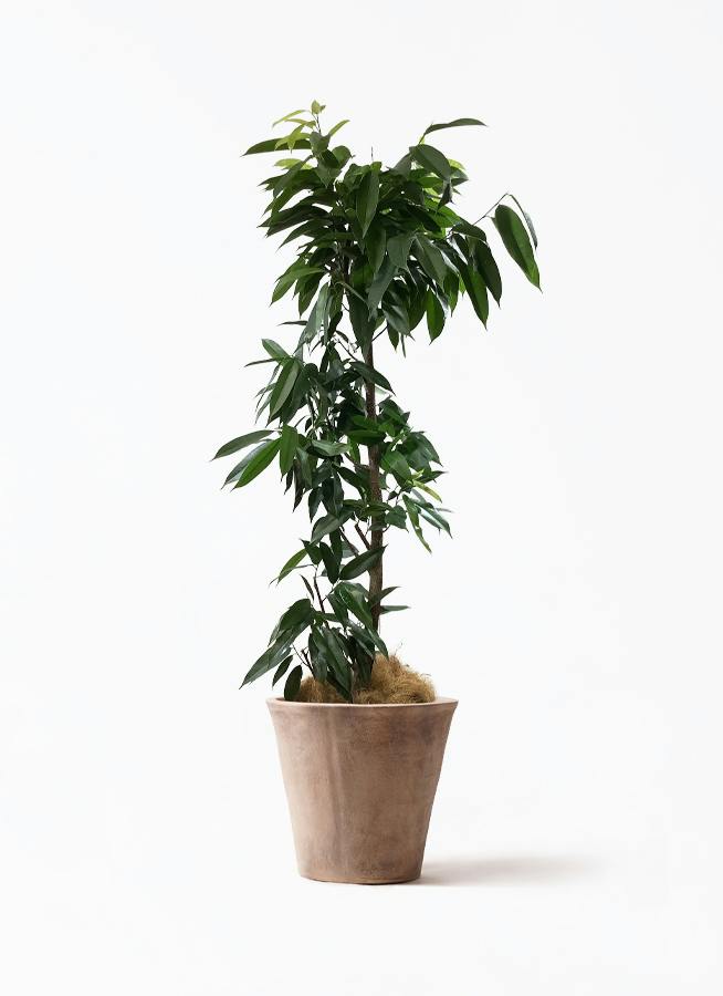 フィカス アムステルダムキング | 観葉植物通販HitoHana(ひとはな)