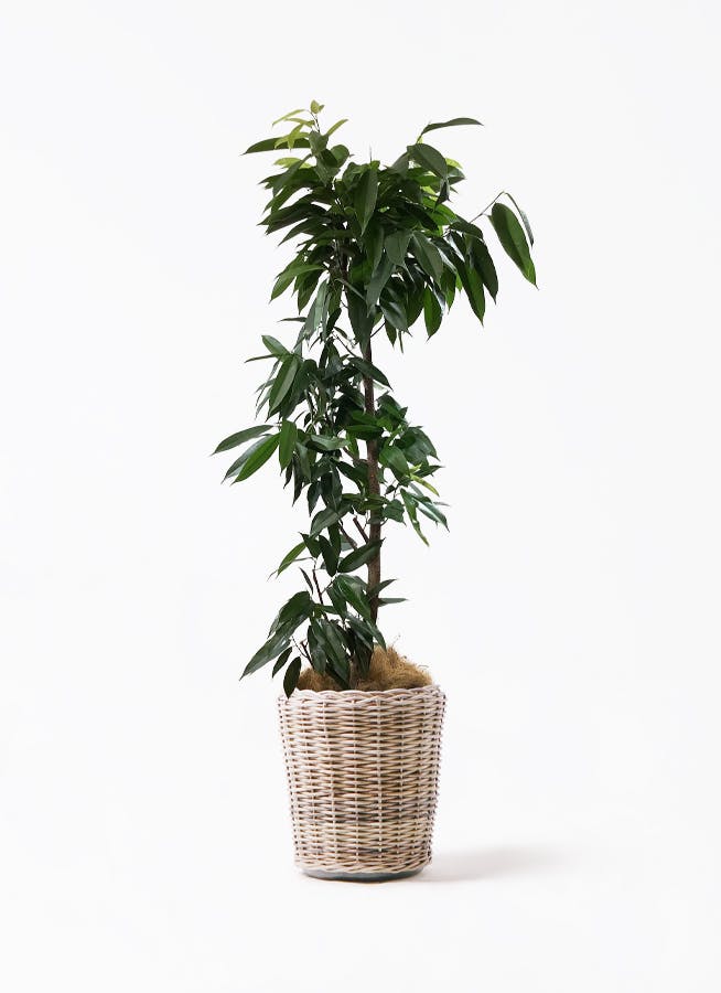 ficus-amsterdam-king-29_1.jpg