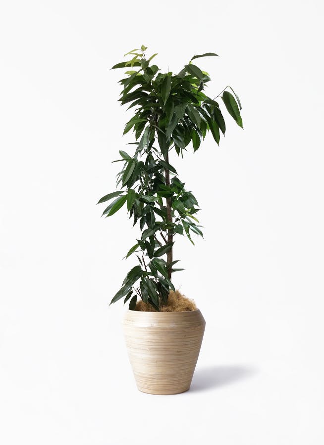 定番のお歳暮 10号 アムステルダムキング 希少 観葉植物 160cm 送料込み 大型 植物 観葉植物 Rhferreteria Com