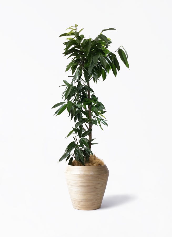 観葉植物 フィカス アルテシーマ 10号 曲り アルマ ミドル 付き / 天久