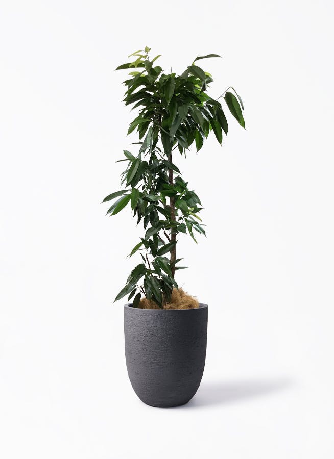 おしゃれ観葉♡フィカス【アムステルダムキング】 フィカス アムステルダムキング 寄せ | 観葉植物通販 HitoHana（ひとはな）
