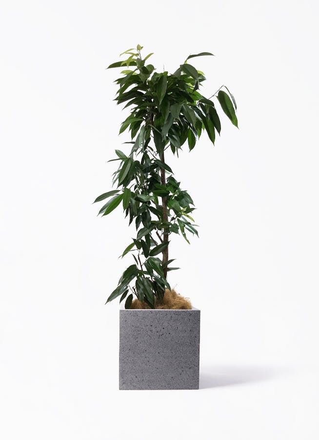 観葉植物 旅人の木 10号 キューブ ラテルストーン 付き | 観葉