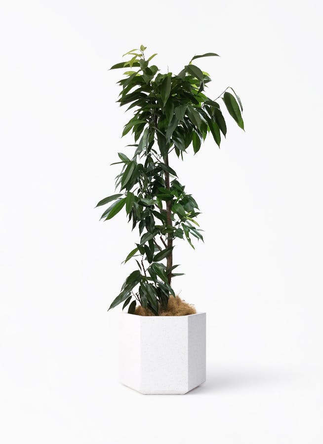 フィカス アムステルキング 10号 | 観葉植物通販HitoHana(ひとはな)