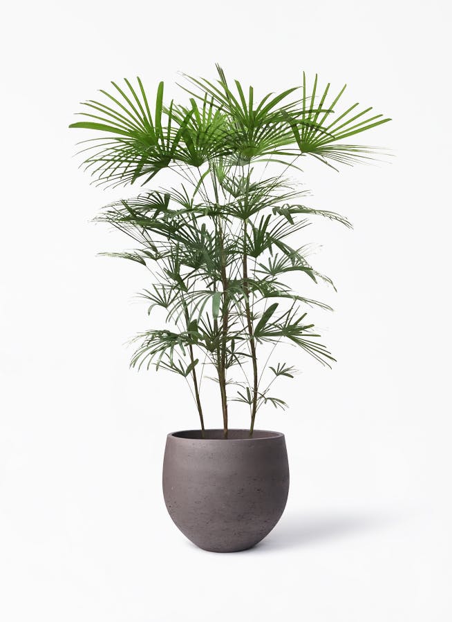 観葉植物 ウンナンシュロチク 8号 アディラボウル 濃茶 付き 観葉植物ならhitohana ひとはな 観葉植物 ウンナンシュロチク 8号 アディラボウル 濃茶 付き 観葉植物ならhitohana ひとはな